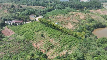 衡陽縣 荒山種下'搖錢樹'，萬畝金槐結'金米'