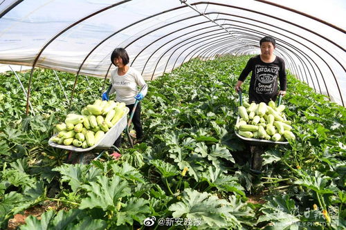 第八批安徽省無公害農產品認定名單公布，783個產品入選，看看有您家鄉的嗎？