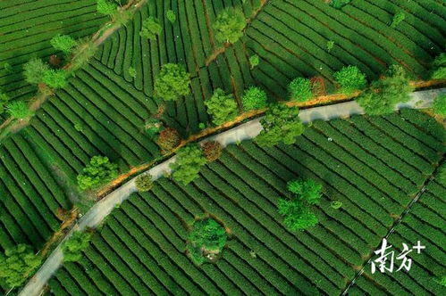 英德紅茶 從地理標志到品牌聲譽百強的進階之路