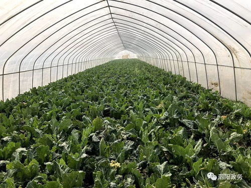 公益助農戰疫情丨泗陽滯銷農產品，盼你來幫忙